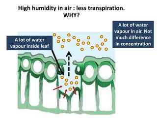 High humidity in air : less transpiration.
                   WHY?
                                          A lot of water
                                        vapour in air. Not
  A lot of water                        much difference
vapour inside leaf                      in concentration
 