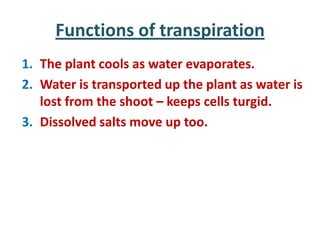 Functions of transpiration
1. The plant cools as water evaporates.
2. Water is transported up the plant as water is
   lost from the shoot – keeps cells turgid.
3. Dissolved salts move up too.
 