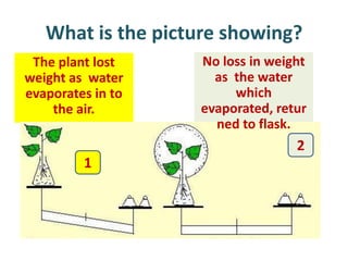 What is the picture showing?
 The plant lost    No loss in weight
weight as water      as the water
evaporates in to        which
    the air.       evaporated, retur
                     ned to flask.
                                  2
         1
 