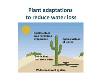 Plant adaptations
to reduce water loss
 