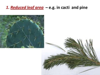 1. Reduced leaf area – e.g. in cacti and pine
 