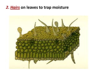 2. Hairs on leaves to trap moisture
 