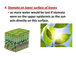 4. Stomata on lower surface of leaves
   – as more water would be lost if stomata
     were on the upper epidermis as the sun
     acts directly on this surface.
 