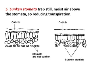 5. Sunken stomata trap still, moist air above
the stomata, so reducing transpiration.
 