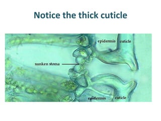 Notice the thick cuticle
 