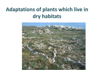 Adaptations of plants which live in
          dry habitats
 