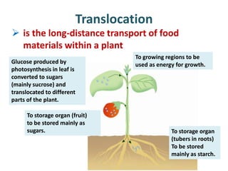 Translocation
 is the long-distance transport of food
  materials within a plant
                                   To growing regions to be
Glucose produced by                used as energy for growth.
photosynthesis in leaf is
converted to sugars
(mainly sucrose) and
translocated to different
parts of the plant.

      To storage organ (fruit)
      to be stored mainly as
      sugars.                                   To storage organ
                                                (tubers in roots)
                                                To be stored
                                                mainly as starch.
 