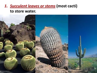 1. Succulent leaves or stems (most cacti)
   to store water.
 