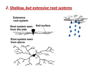 2. Shallow, but extensive root systems
 