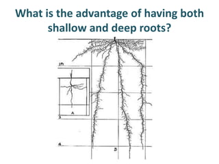 What is the advantage of having both
      shallow and deep roots?
 