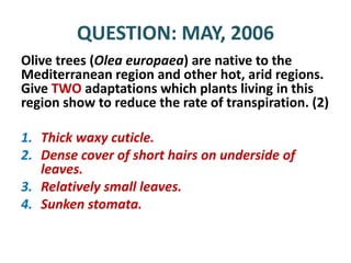 QUESTION: MAY, 2006
Olive trees (Olea europaea) are native to the
Mediterranean region and other hot, arid regions.
Give TWO adaptations which plants living in this
region show to reduce the rate of transpiration. (2)

1. Thick waxy cuticle.
2. Dense cover of short hairs on underside of
   leaves.
3. Relatively small leaves.
4. Sunken stomata.
 