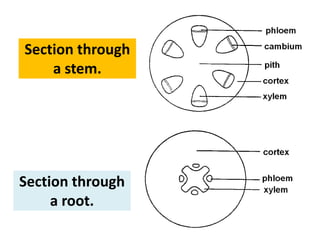 Section through
    a stem.




Section through
     a root.
 