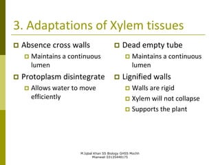 M.Iqbal Khan SS Biology GHSS Mochh
Mianwali 03135448175
3. Adaptations of Xylem tissues
 Absence cross walls
 Maintains a continuous
lumen
 Protoplasm disintegrate
 Allows water to move
efficiently
 Dead empty tube
 Maintains a continuous
lumen
 Lignified walls
 Walls are rigid
 Xylem will not collapse
 Supports the plant
 