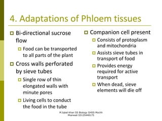 M.Iqbal Khan SS Biology GHSS Mochh
Mianwali 03135448175
4. Adaptations of Phloem tissues
 Bi-directional sucrose
flow
 Food can be transported
to all parts of the plant
 Cross walls perforated
by sieve tubes
 Single row of thin
elongated walls with
minute pores
 Living cells to conduct
the food in the tube
 Companion cell present
 Consists of protoplasm
and mitochondria
 Assists sieve tubes in
transport of food
 Provides energy
required for active
transport
 When dead, sieve
elements will die off
 