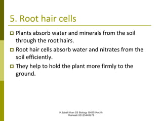 M.Iqbal Khan SS Biology GHSS Mochh
Mianwali 03135448175
5. Root hair cells
 Plants absorb water and minerals from the soil
through the root hairs.
 Root hair cells absorb water and nitrates from the
soil efficiently.
 They help to hold the plant more firmly to the
ground.
 