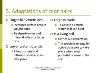 M.Iqbal Khan SS Biology GHSS Mochh
Mianwali 03135448175
5. Adaptations of root hairs
 Finger-like extensions
 Increases surface area to
volume ratio
 To absorb water and
mineral salts at a faster
rate
 Lower water potential
 Allow osmosis and
diffusion of nitrates to
take place
 Large vacuole
 To absorb as much
water as it can hold
 Is a living cell
 Carries out respiration
 This provides energy for
active transport to take
place when water
potential is lower in the
soil
 