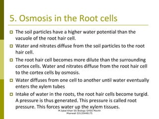 M.Iqbal Khan SS Biology GHSS Mochh
Mianwali 03135448175
5. Osmosis in the Root cells
 The soil particles have a higher water potential than the
vacuole of the root hair cell.
 Water and nitrates diffuse from the soil particles to the root
hair cell.
 The root hair cell becomes more dilute than the surrounding
cortex cells. Water and nitrates diffuse from the root hair cell
to the cortex cells by osmosis.
 Water diffuses from one cell to another until water eventually
enters the xylem tubes
 Intake of water in the roots, the root hair cells become turgid.
A pressure is thus generated. This pressure is called root
pressure. This forces water up the xylem tissues.
 
