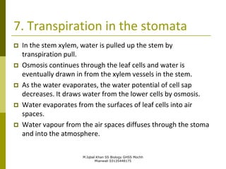 M.Iqbal Khan SS Biology GHSS Mochh
Mianwali 03135448175
7. Transpiration in the stomata
 In the stem xylem, water is pulled up the stem by
transpiration pull.
 Osmosis continues through the leaf cells and water is
eventually drawn in from the xylem vessels in the stem.
 As the water evaporates, the water potential of cell sap
decreases. It draws water from the lower cells by osmosis.
 Water evaporates from the surfaces of leaf cells into air
spaces.
 Water vapour from the air spaces diffuses through the stoma
and into the atmosphere.
 