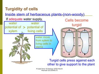 M.Iqbal Khan SS Biology GHSS Mochh
Mianwali 03135448175
Turgidity of cells
Inside stem of herbaceous plants-(non-woody)
water
potential of
living cells
water
potential of
xylem
>
water move
from xylem to
living cells in
stems
Cells become
turgid
Turgid cells press against each
other to give support to the plant
If adequate water supply,
 