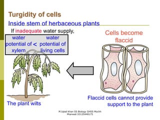 M.Iqbal Khan SS Biology GHSS Mochh
Mianwali 03135448175
Turgidity of cells
Inside stem of herbaceous plants
water
potential of
living cells
water
potential of
xylem
<
Cells become
flaccid
Flaccid cells cannot provide
support to the plantThe plant wilts
If inadequate water supply,
 