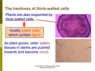 M.Iqbal Khan SS Biology GHSS Mochh
Mianwali 03135448175
The hardness of thick-walled cells
Plants are also supported by
thick-walled cells
mostly xylem cells
which contain lignin
As plant grows, older xylem
tissues in stems are pushed
inwards and become wood.
 