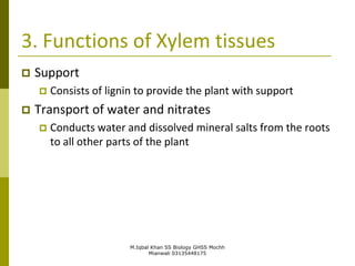 M.Iqbal Khan SS Biology GHSS Mochh
Mianwali 03135448175
3. Functions of Xylem tissues
 Support
 Consists of lignin to provide the plant with support
 Transport of water and nitrates
 Conducts water and dissolved mineral salts from the roots
to all other parts of the plant
 
