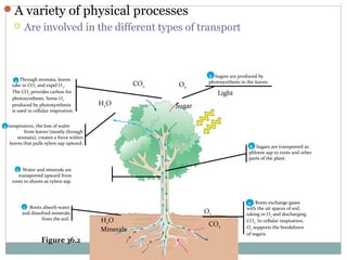 Plant transport,,,, nadeem ashraf.jarpal | PPT