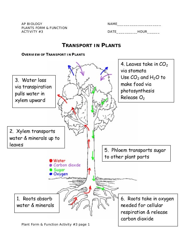 water and sugar transport in plants Transport of water and minerals in plants most plants secure the water and minerals they need from their roots one important example is the sugar maple when. water and sugar transport in plants Transport of water and minerals in plants most plants secure the water and minerals they need from their roots one important example is the sugar maple when.