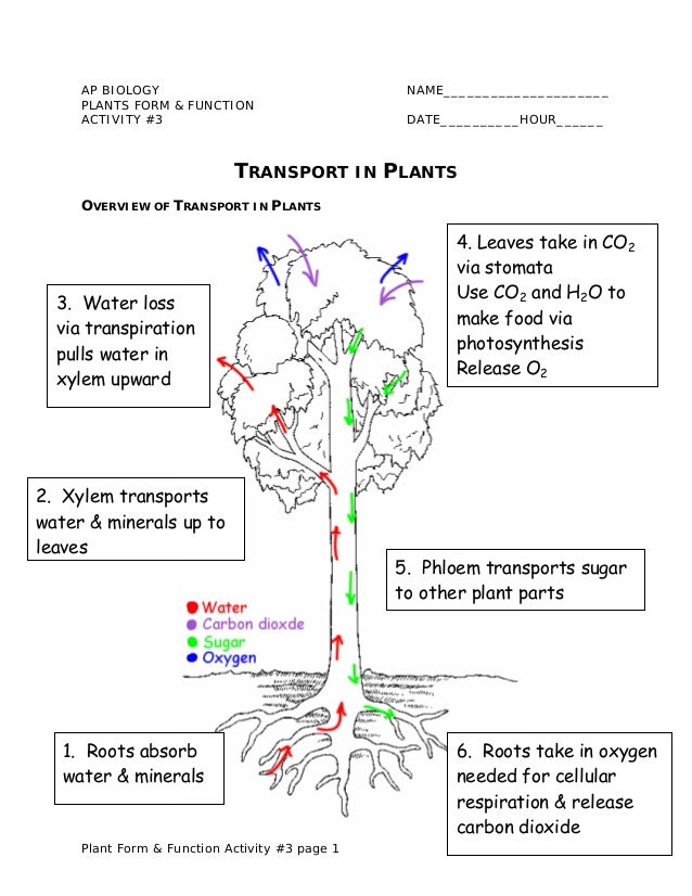 Plant transport notes