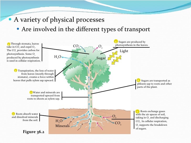 Plant transport ppt