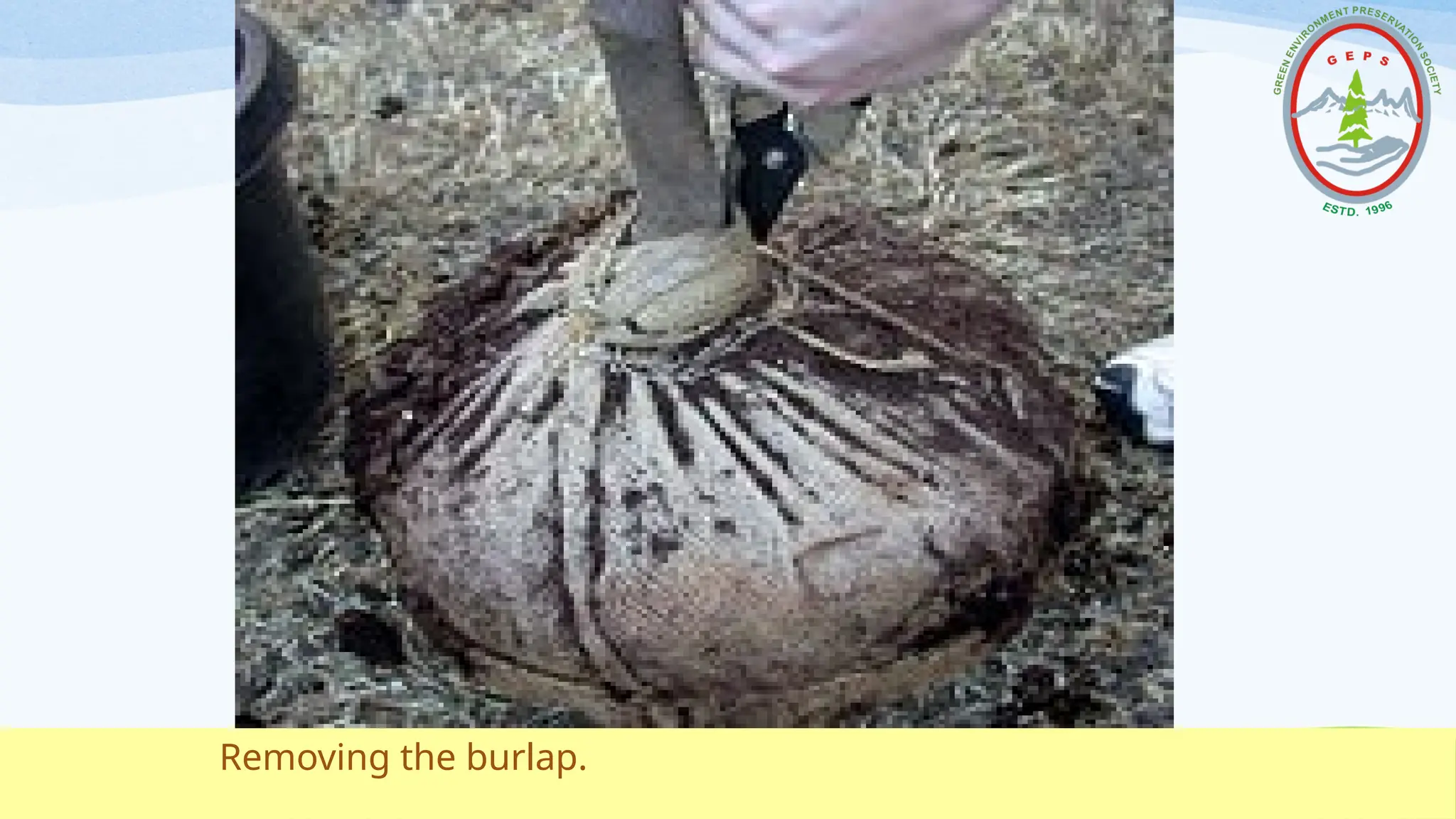 Removing the burlap.
 