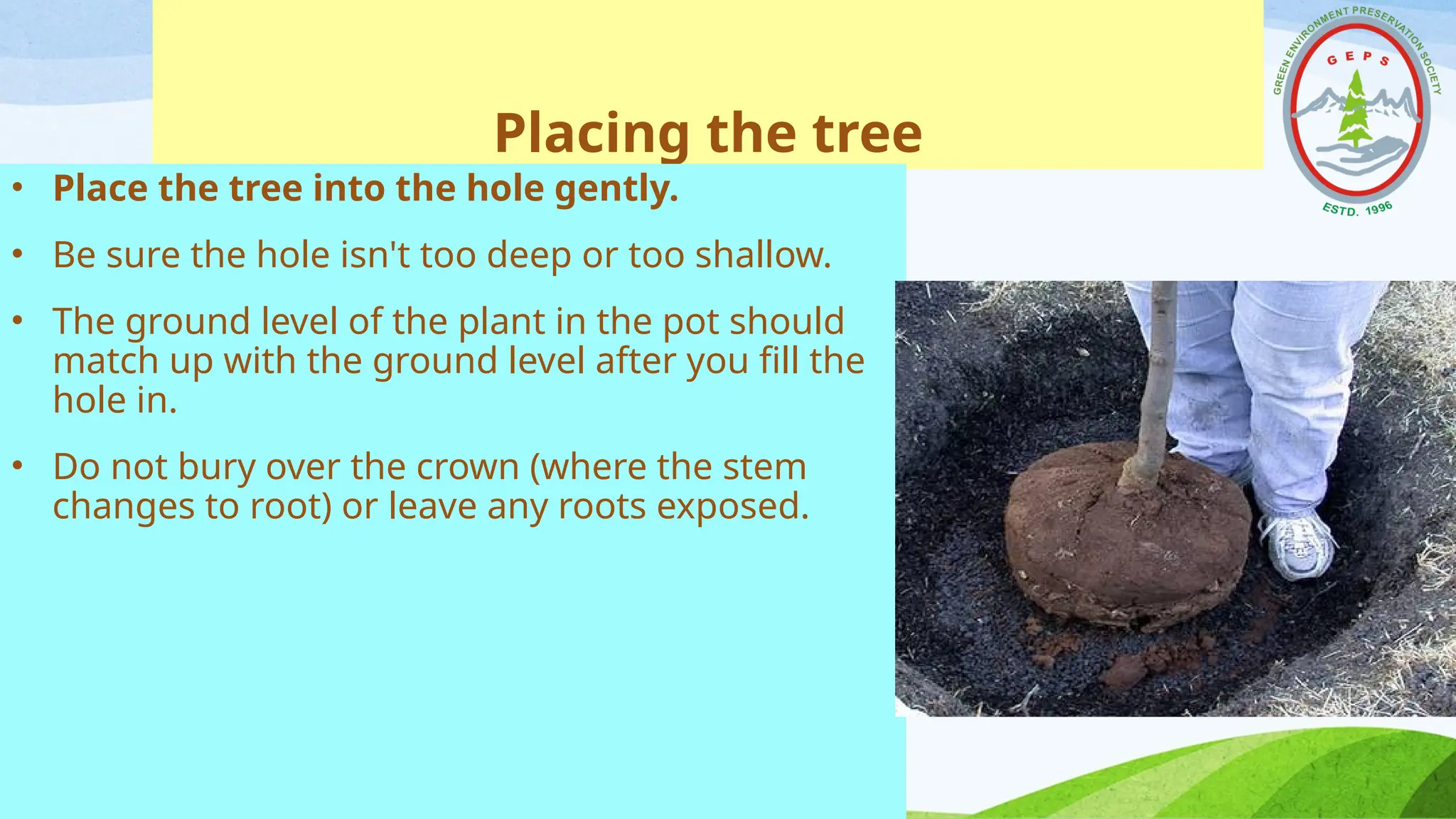 Placing the tree
• Place the tree into the hole gently.
• Be sure the hole isn't too deep or too shallow.
• The ground level of the plant in the pot should
match up with the ground level after you fill the
hole in.
• Do not bury over the crown (where the stem
changes to root) or leave any roots exposed.
 
