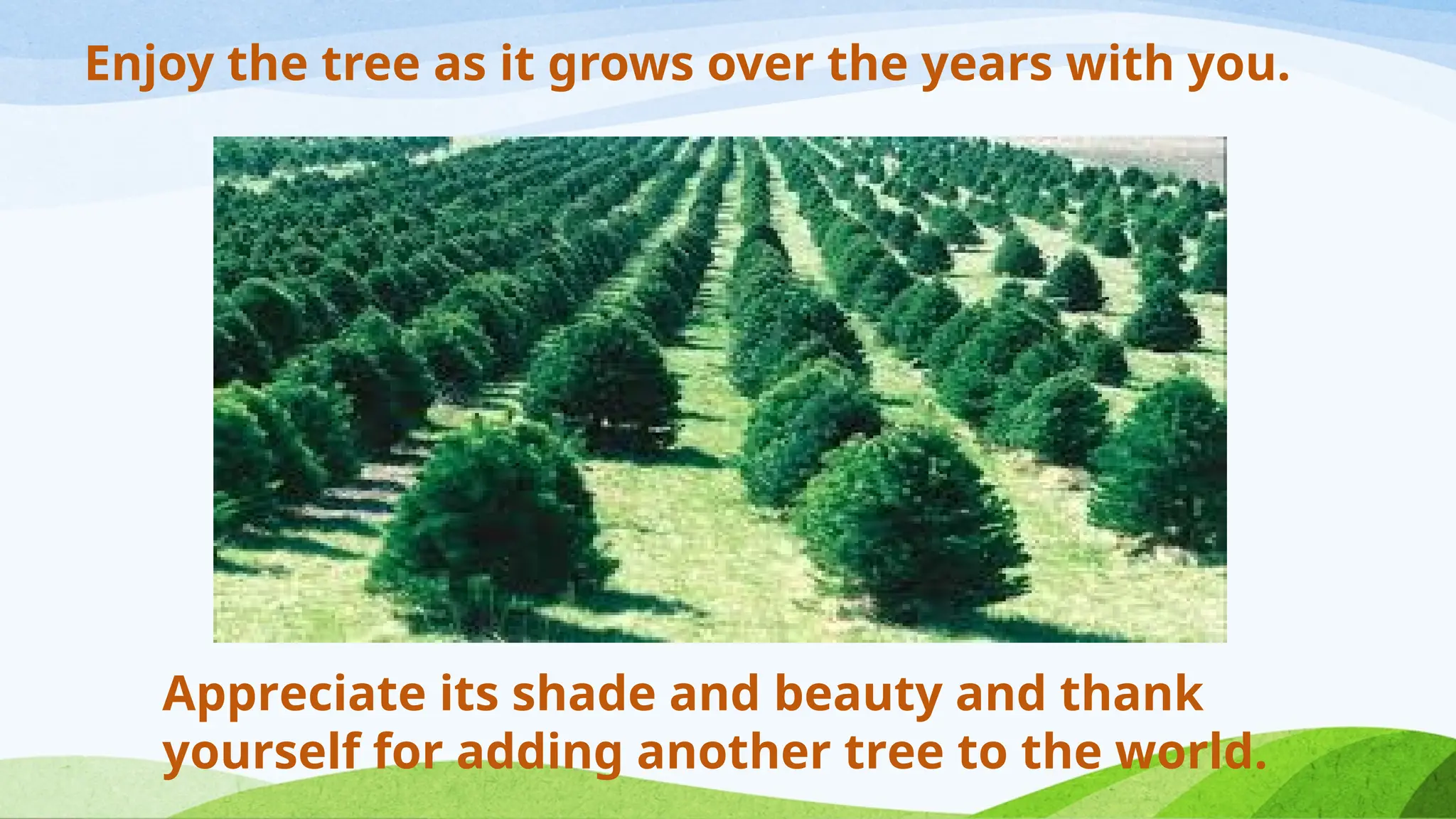 Enjoy the tree as it grows over the years with you.
Appreciate its shade and beauty and thank
yourself for adding another tree to the world.
 