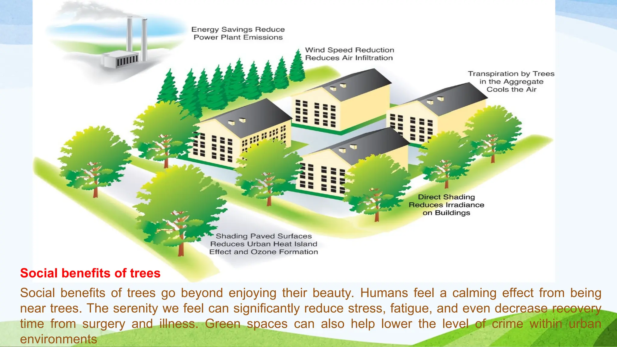 Social benefits of trees go beyond enjoying their beauty. Humans feel a calming effect from being
near trees. The serenity we feel can significantly reduce stress, fatigue, and even decrease recovery
time from surgery and illness. Green spaces can also help lower the level of crime within urban
environments
Social benefits of trees
 