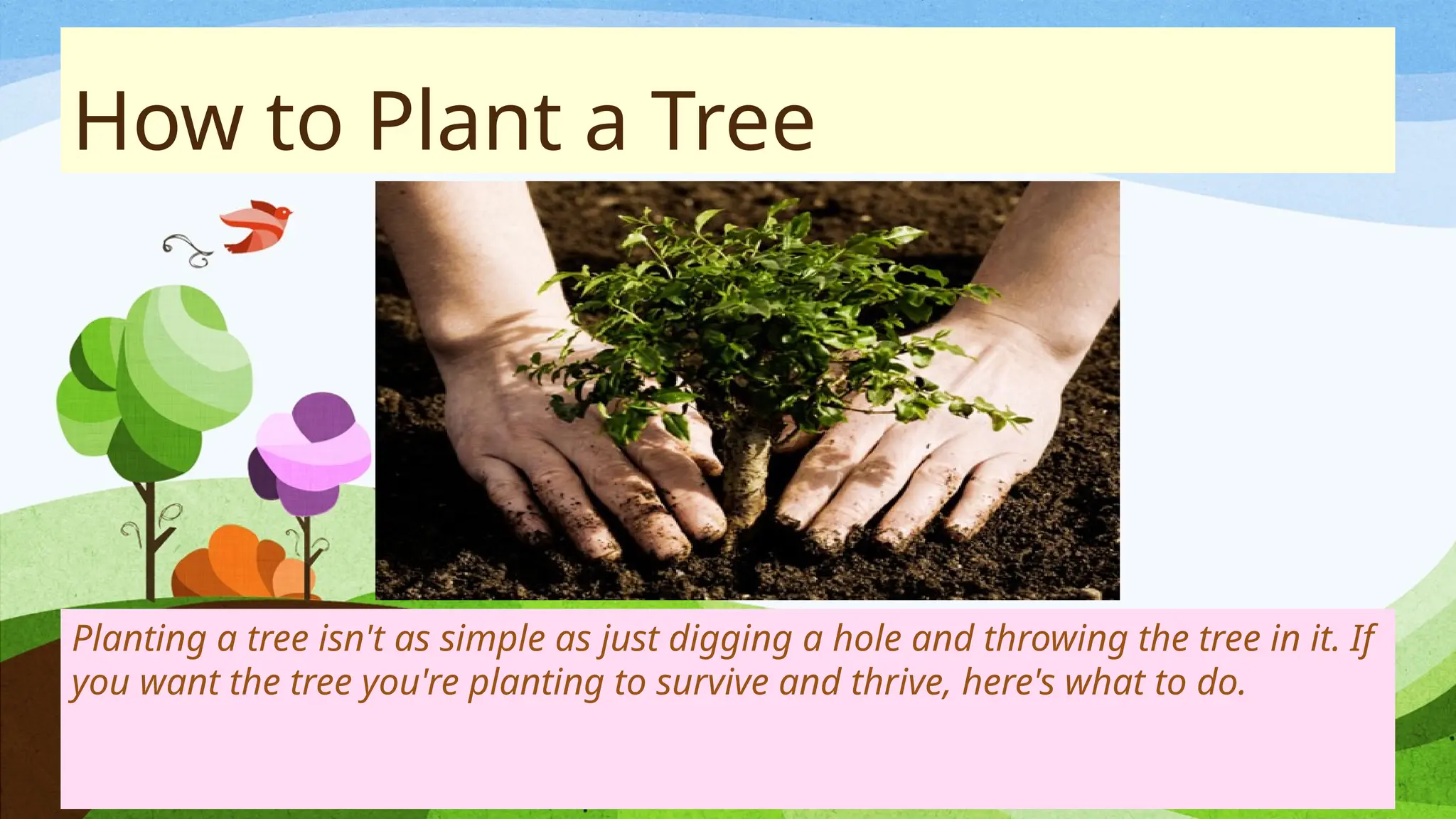 How to Plant a Tree
Planting a tree isn't as simple as just digging a hole and throwing the tree in it. If
you want the tree you're planting to survive and thrive, here's what to do.
 
