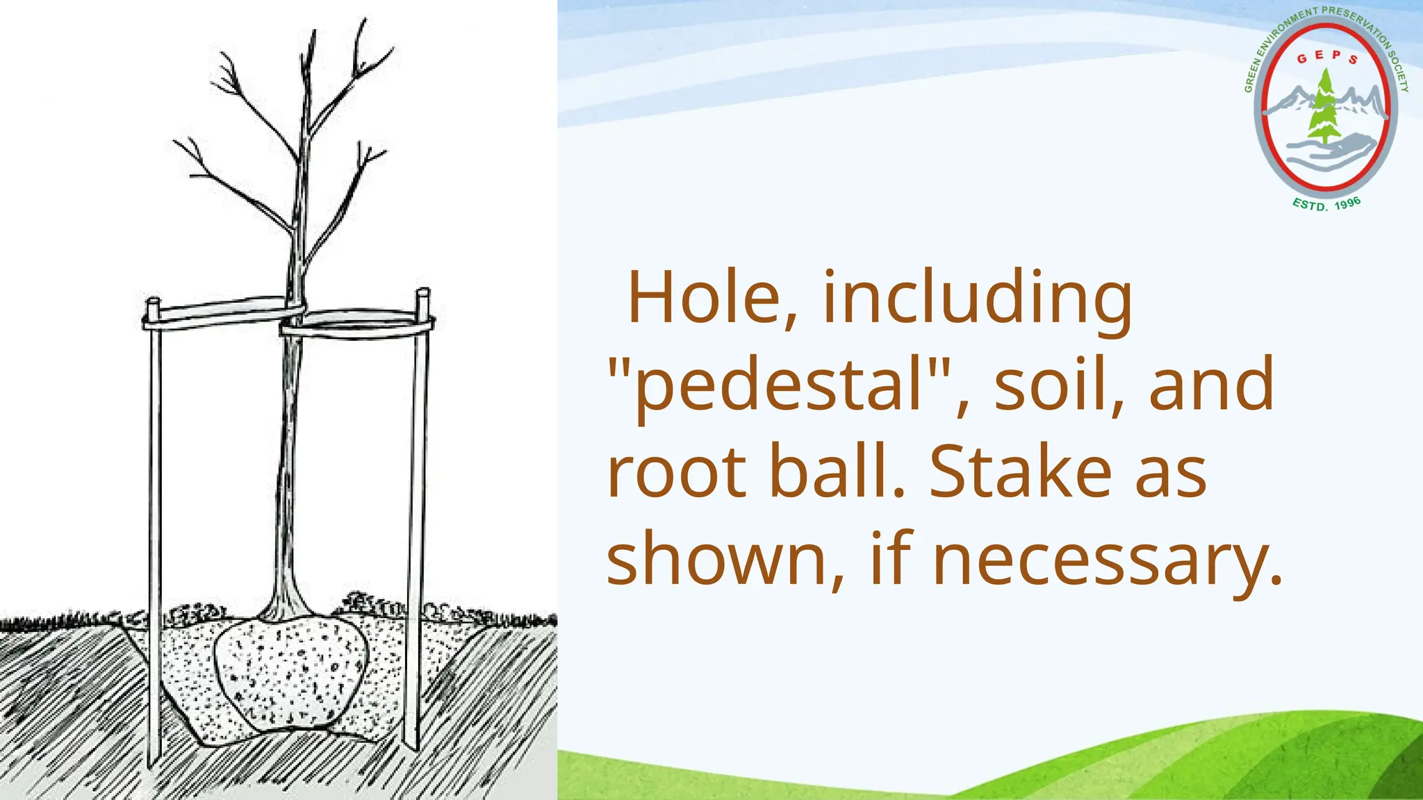 Hole, including
"pedestal", soil, and
root ball. Stake as
shown, if necessary.
 