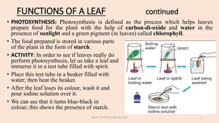 FUNCTIONS OF A LEAF continued
• PHOTOSYNTHESIS: Photosynthesis is defined as the process which helps leaves
prepare food for the plant with the help of carbon-di-oxide and water in the
presence of sunlight and a green pigment (in leaves) called chlorophyll.
• The food prepared is stored in various parts
of the plant in the form of starch.
• ACTIVITY: In order to see if leaves really do
perform photosynthesis, let us take a leaf and
immerse it in a test tube filled with spirit.
• Place this test tube in a beaker filled with
water; then heat the beaker.
• After the leaf loses its colour, wash it and
pour iodine solution over it.
• We can see that it turns blue-black in
colour; this shows the presence of starch.
AUDITI DEY/6/SCI/ONLINE/2020 1
 