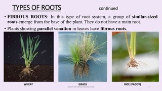 Shock Paddy Roots planttttsssss.pptx atomospheric plants in the | PPTX