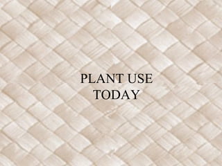 PLANT USE
  TODAY
 