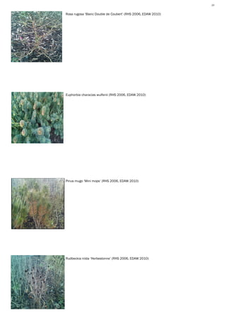 10 Plant Utilisation MR1212, Vegetation Analysis— Karl Barrett Student Number 30066539. 2009/2010. Myerscough College.10



Rosa rugosa ‘Blanc Double de Coubert’ (RHS 2006, EDAW 2010)




Euphorbia characias wulfenii (RHS 2006, EDAW 2010)




Pinus mugo ‘Mini mops’ (RHS 2006, EDAW 2010)




Rudbeckia niida ‘Herbestonne’ (RHS 2006, EDAW 2010)
 