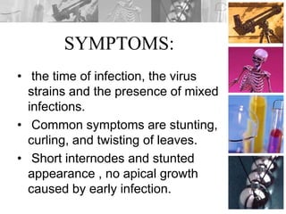 SYMPTOMS:
• the time of infection, the virus
strains and the presence of mixed
infections.
• Common symptoms are stunting,
curling, and twisting of leaves.
• Short internodes and stunted
appearance , no apical growth
caused by early infection.
 