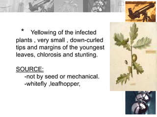 * Yellowing of the infected
plants , very small , down-curled
tips and margins of the youngest
leaves, chlorosis and stunting.
SOURCE:
-not by seed or mechanical.
-whitefly ,leafhopper,
 