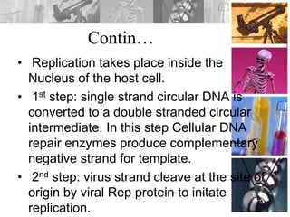 Contin…
• Replication takes place inside the
Nucleus of the host cell.
• 1st step: single strand circular DNA is
converted to a double stranded circular
intermediate. In this step Cellular DNA
repair enzymes produce complementary
negative strand for template.
• 2nd step: virus strand cleave at the site of
origin by viral Rep protein to initate
replication.
 