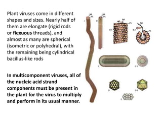 Flexuous Rods Particles Plant Virus Interaction 2018.pptx