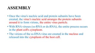 ASSEMBLY
• Once the virus's nucleic acid and protein subunits have been
created, the virus’s nucleic acid arranges the protein subunits
around it to form virions, the entire virus particle.
• With RNA viruses (ss-RNA or ds-RNA), the entire process occurs
in the plant cell's cytoplasm.
• The virions of the ss-DNA virus are created in the nucleus and
released into the cytoplasm of the host cell.
 