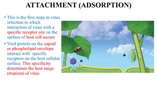 ATTACHMENT (ADSORPTION)
• This is the first steps in virus
infection in which
interaction of virus with a
specific receptor site on the
surface of host cell occurs
• Viral protein on the capsid
or phospholipid envelope
interact with specific
receptors on the host cellular
surface. This specificity
determines the host range
(tropism) of virus
 