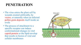 PENETRATION
• The virus enters the plant cell by
wounds created artificially, by
vector, or naturally when an infected
pollen grain deposits itself inside an
ovule
• The process of attachment to a
specific receptor can induce
conformational changes in viral
capsid protein or the lipid envelop
that results in fusion of viral and
cellular membranes
 