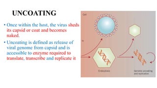 UNCOATING
• Once within the host, the virus sheds
its capsid or coat and becomes
naked.
• Uncoating is defined as release of
viral genome from capsid and is
accessible to enzyme required to
translate, transcribe and replicate it
 