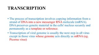 TRANSCRIPTION
• The process of transcription involves copying information from a
strand of DNA into a new messenger RNA molecule (mRNA).
DNA preserves genetic material in the cells' nucleus securely and
permanently as a template or reference.
• Transcription of viral genome is usually the next step in all virus
except in those virus whose genome acts directly as mRNA (eg.
Picorna virus)
 