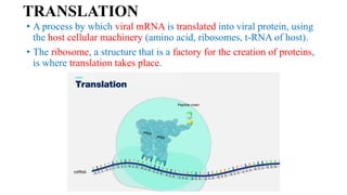 TRANSLATION
• A process by which viral mRNA is translated into viral protein, using
the host cellular machinery (amino acid, ribosomes, t-RNA of host).
• The ribosome, a structure that is a factory for the creation of proteins,
is where translation takes place.
 